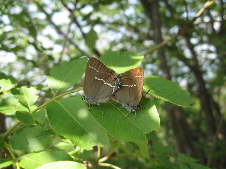 Hairstreak, Blue-spot