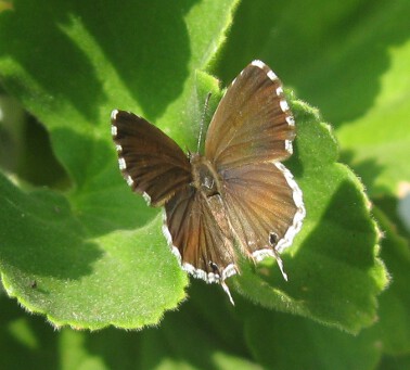 Geranium Bronze