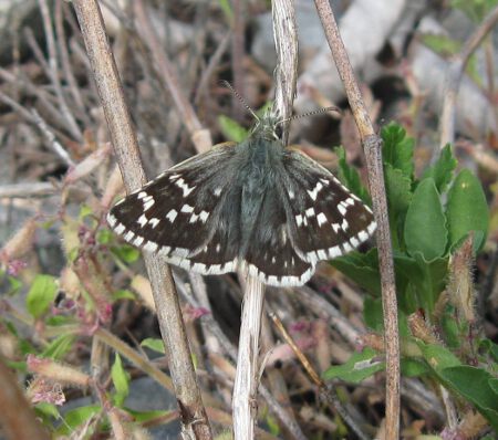 ... Grizzled Skipper. Have I identified thesephotos of 