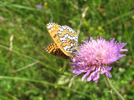 Fritillary, Glanville