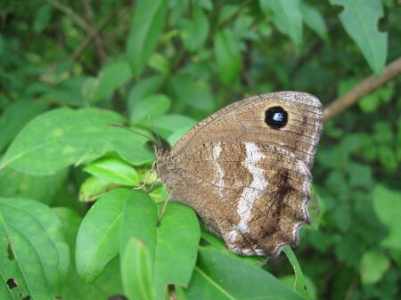 www. BUTTERFLIES IN ITALY .com