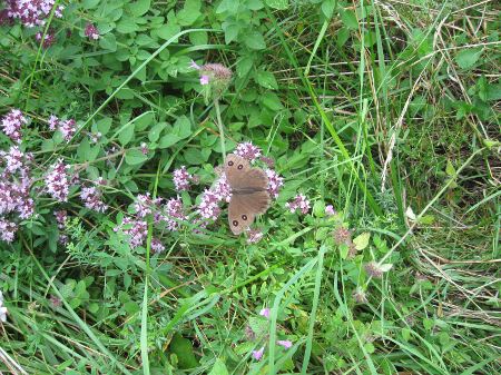 www. BUTTERFLIES IN ITALY .com