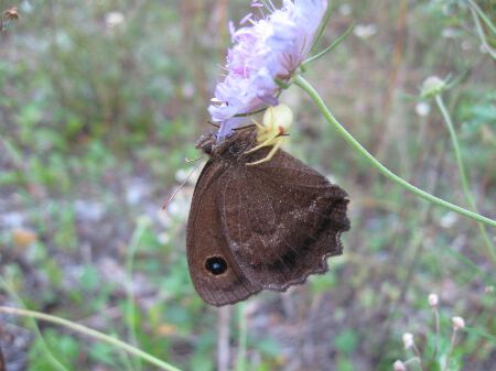 www. BUTTERFLIES IN ITALY .com