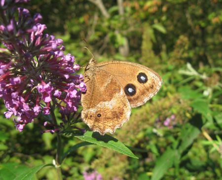 www. BUTTERFLIES IN ITALY .com