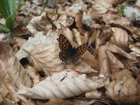 Duke of Burgundy Fritillary